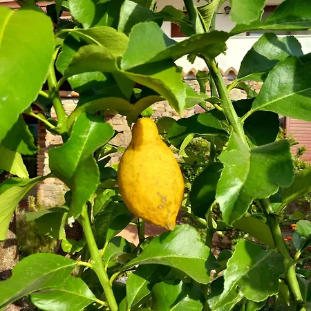 Casa Con Bella Vista * 西尼斯科拉